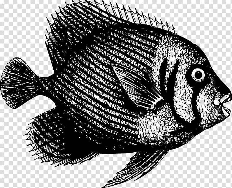 Fish Tilapia, nine fish transparent background PNG clipart