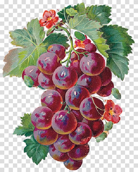 Wine Grape Merlot Animaatio, wine transparent background PNG clipart