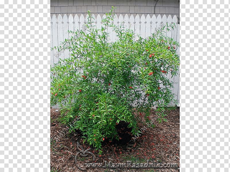 Tree Subshrub Herb Houseplant, Punica granatum transparent background PNG clipart