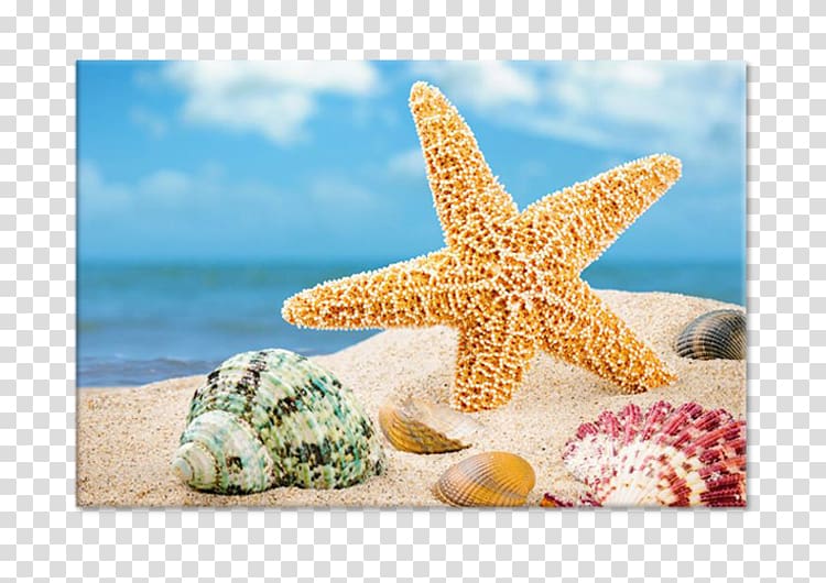 Shore Seashell Shell beach Sand, seashell transparent background PNG clipart