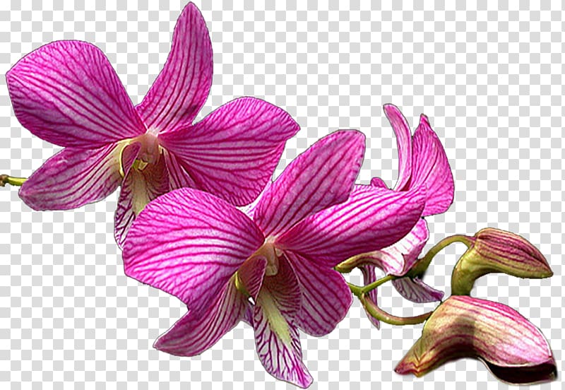 Moth orchids Dendrobium Cattleya orchids, orchid transparent background PNG clipart