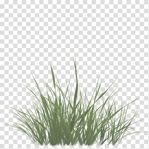 Sweet Grass Vetiver Commodity Wheatgrass Chrysopogon, grass texture alpha transparent background PNG clipart