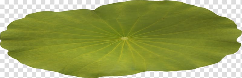 Centerblog Magnolia Zen, Lotus leaf transparent background PNG clipart
