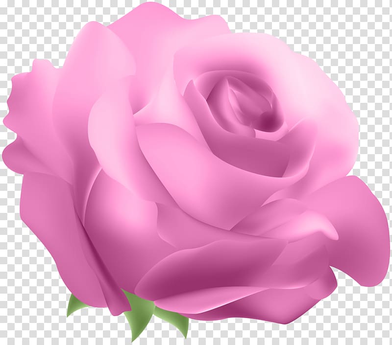 Blue rose, Deco Rose Pink transparent background PNG clipart