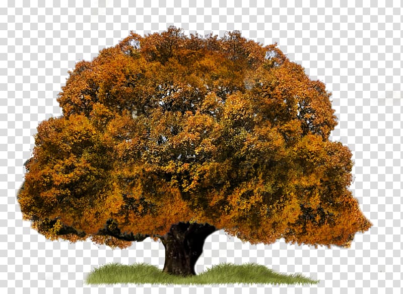 Tree Aspen, tree transparent background PNG clipart