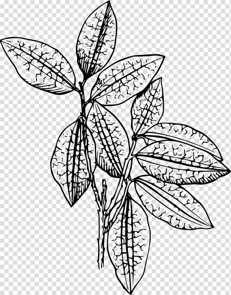 Plant , plant segmentation line transparent background PNG clipart