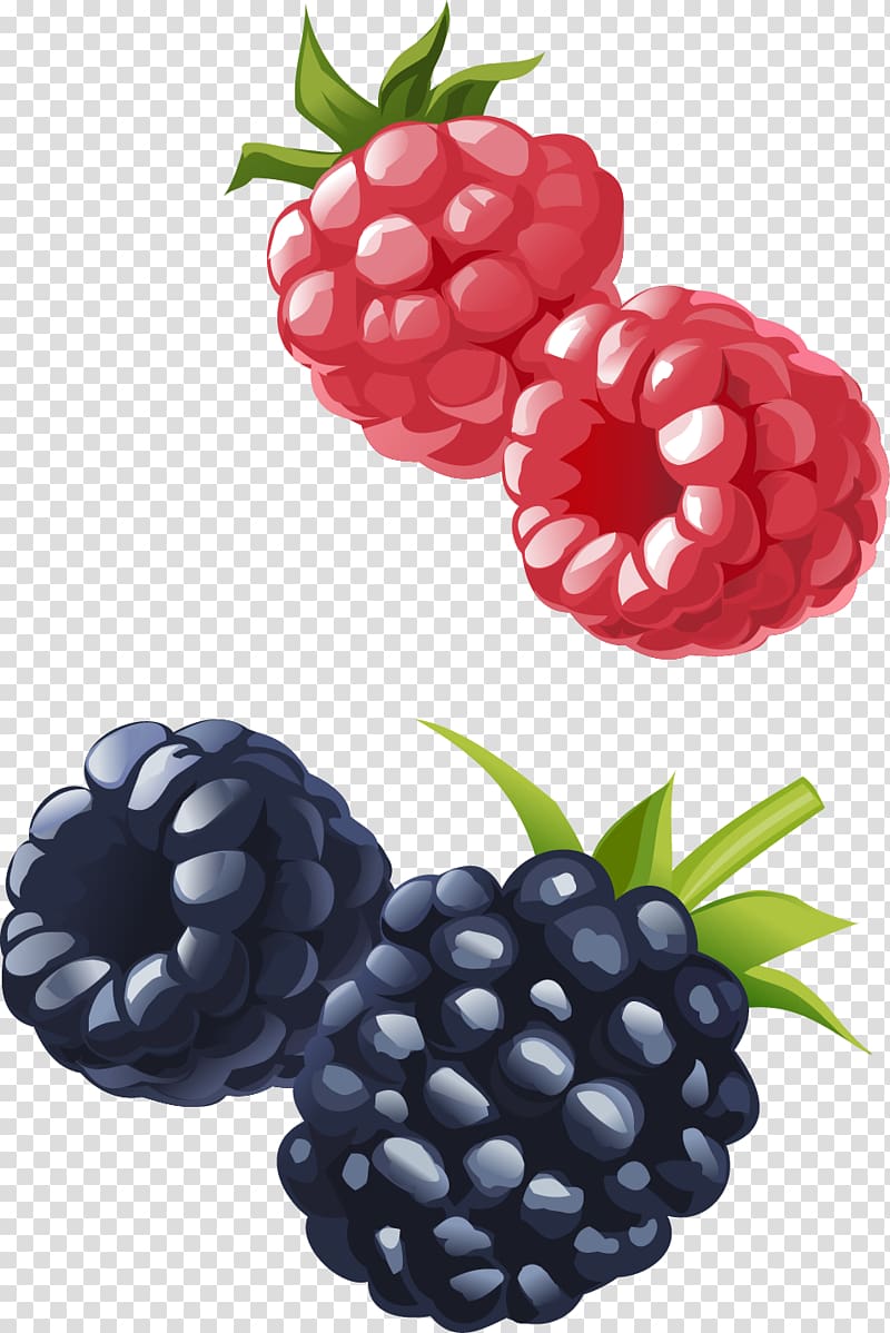 Frutti di bosco Boysenberry Raspberry Blueberry Fruit, hand-painted raspberries and blueberries transparent background PNG clipart