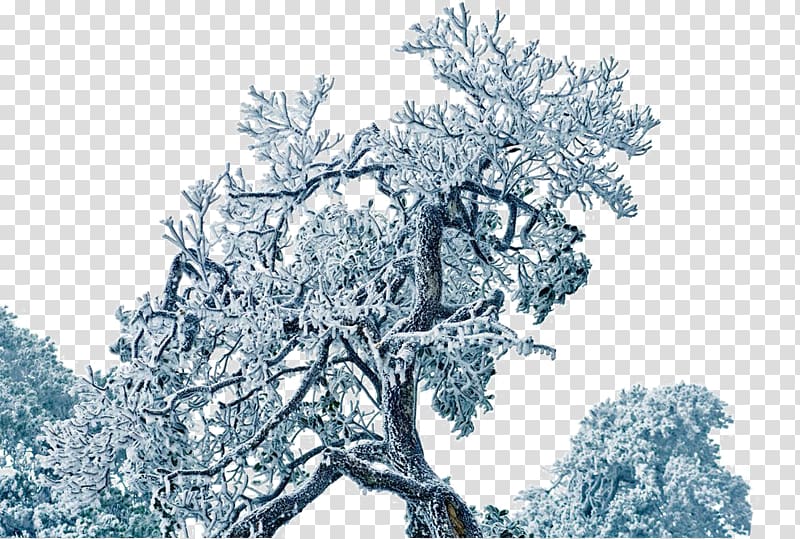 Tree, Snow Tree transparent background PNG clipart