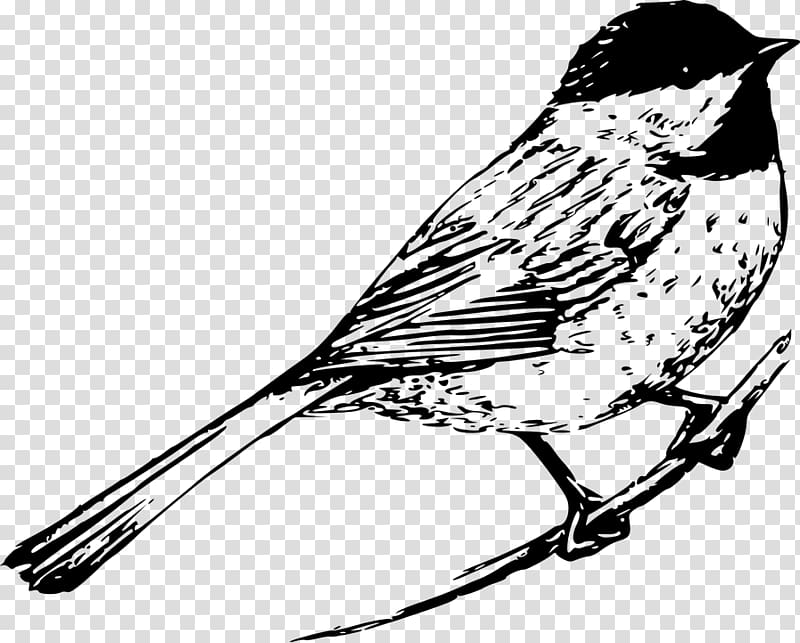 Bird Finches Drawing , Bird transparent background PNG clipart