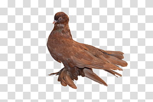 Bird Beak, Bird transparent background PNG clipart thumbnail