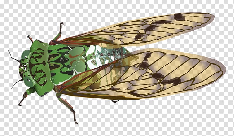 Insect Cicadas Cicadidae Butterfly, cigar transparent background PNG clipart