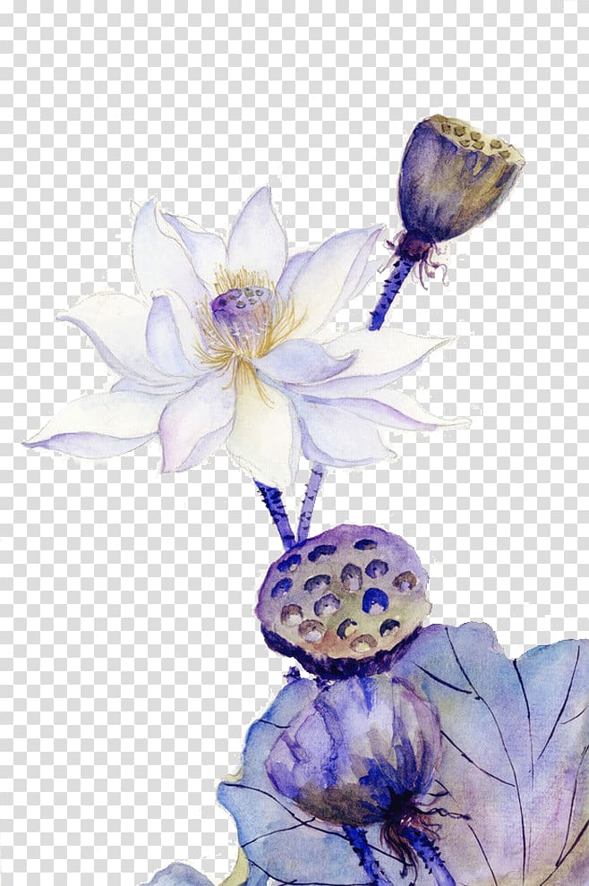 u756bu8377u82b1 Nelumbo nucifera Ink wash painting, Lotus rhyme transparent background PNG clipart