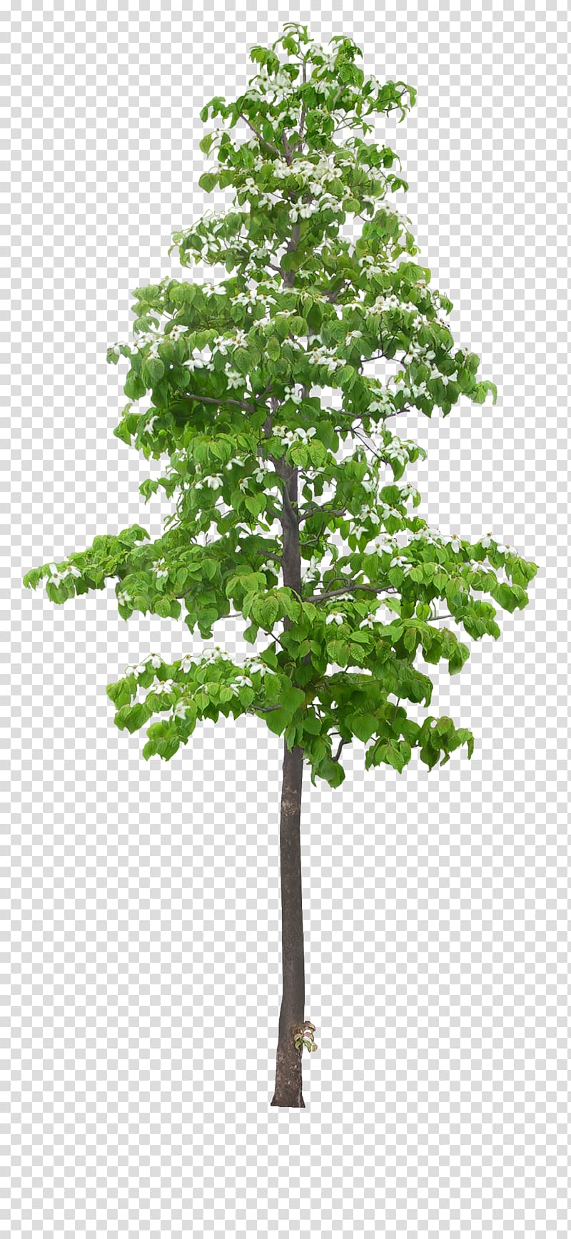 Tree, tree transparent background PNG clipart