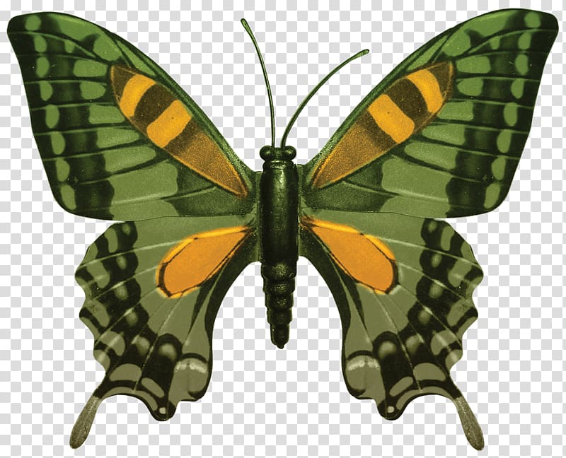 Papilio hospiton , Green Butterfly transparent background PNG clipart