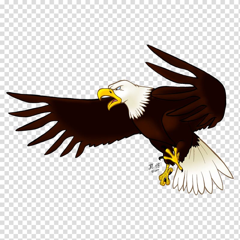 black and white bald eagle illustration, Eagle , Eagle , free transparent background PNG clipart