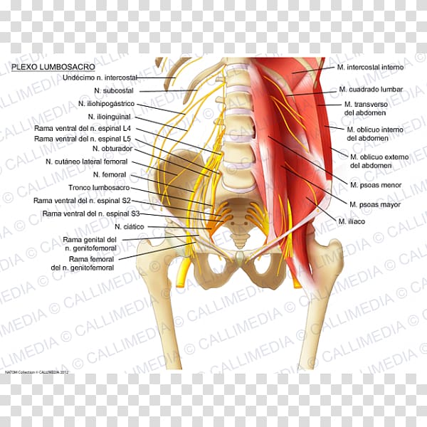 Sacral plexus Iliohypogastric nerve Lumbar plexus Ilioinguinal nerve, Sacral Plexus transparent background PNG clipart