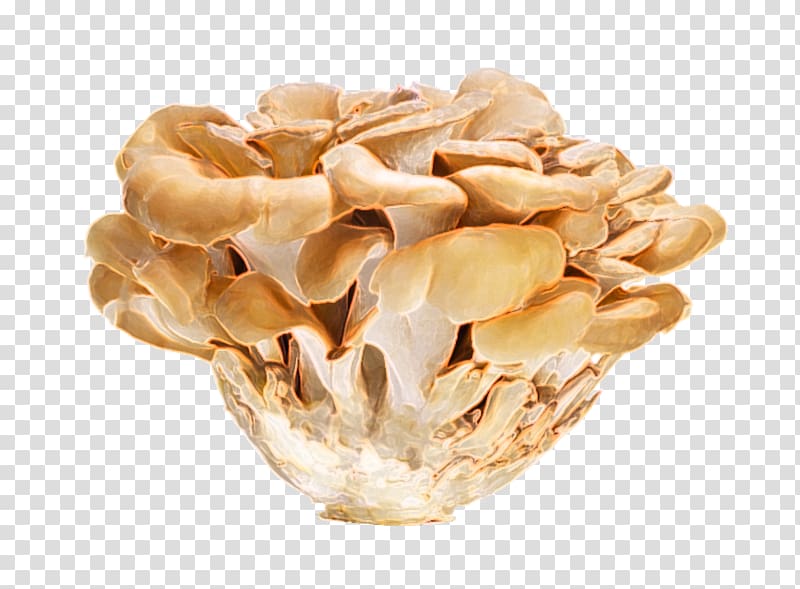 Hen-of-the-wood Oyster Mushroom Vitamin D Edible mushroom, Bladder Cancer transparent background PNG clipart