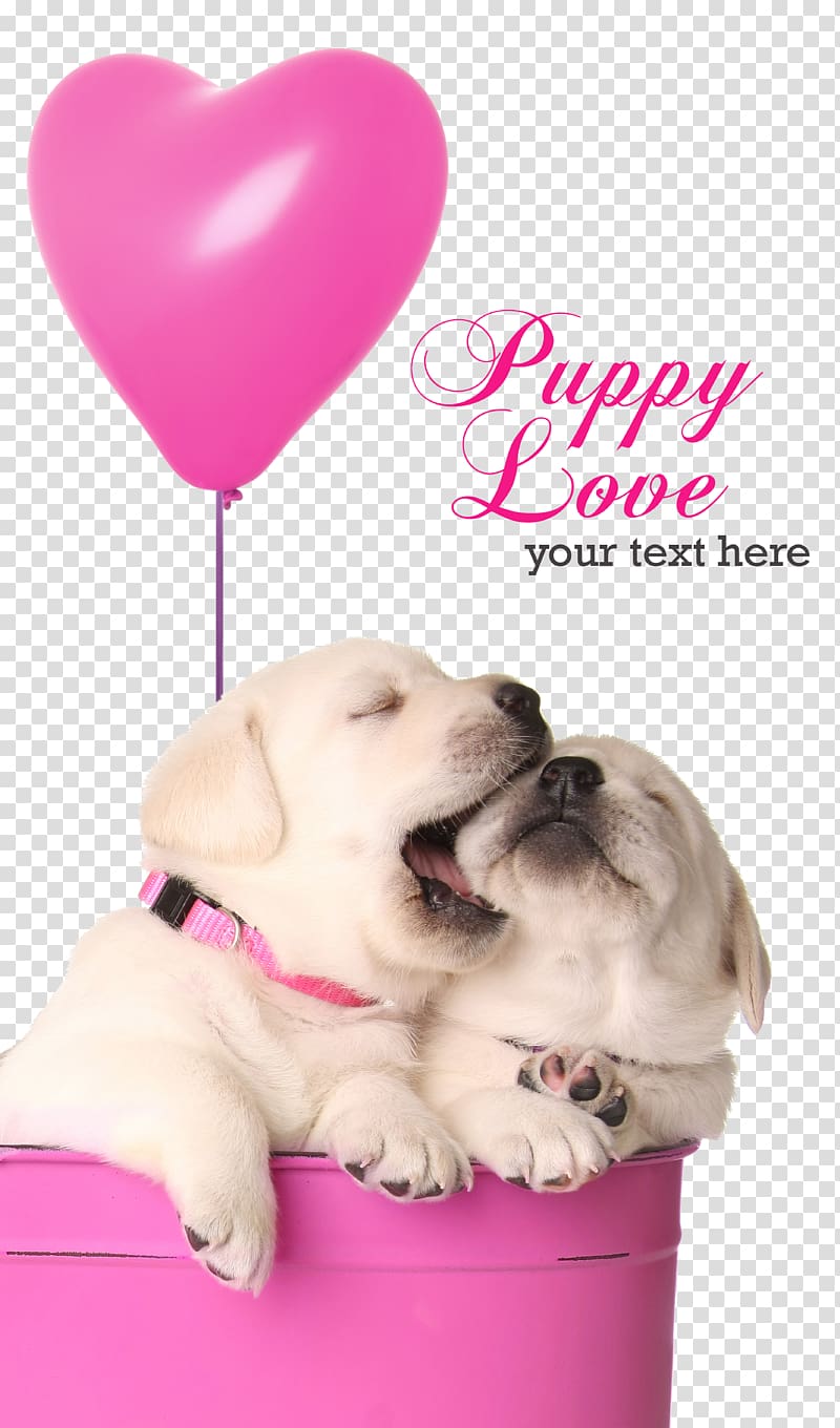 two puppies in bucket with text overlay, Labrador Retriever Golden Retriever German Shepherd Puppy Biting, dog transparent background PNG clipart