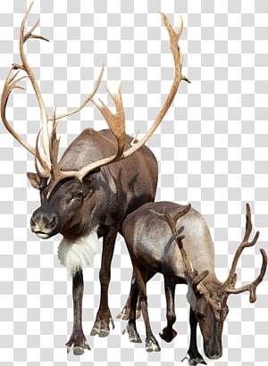 caribou animal clipart free