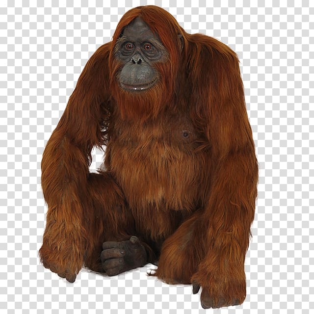 brown monkey illustration, Orangutan Foundation International Gorilla Icon, Orangutan transparent background PNG clipart
