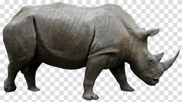 Rhino transparent background PNG clipart