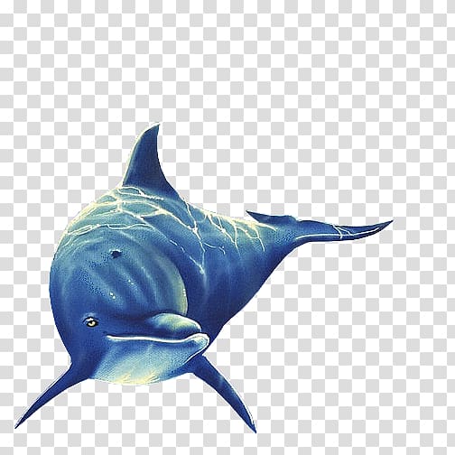 Rough-toothed dolphin Spinner dolphin Tucuxi Common bottlenose dolphin, dolphin transparent background PNG clipart