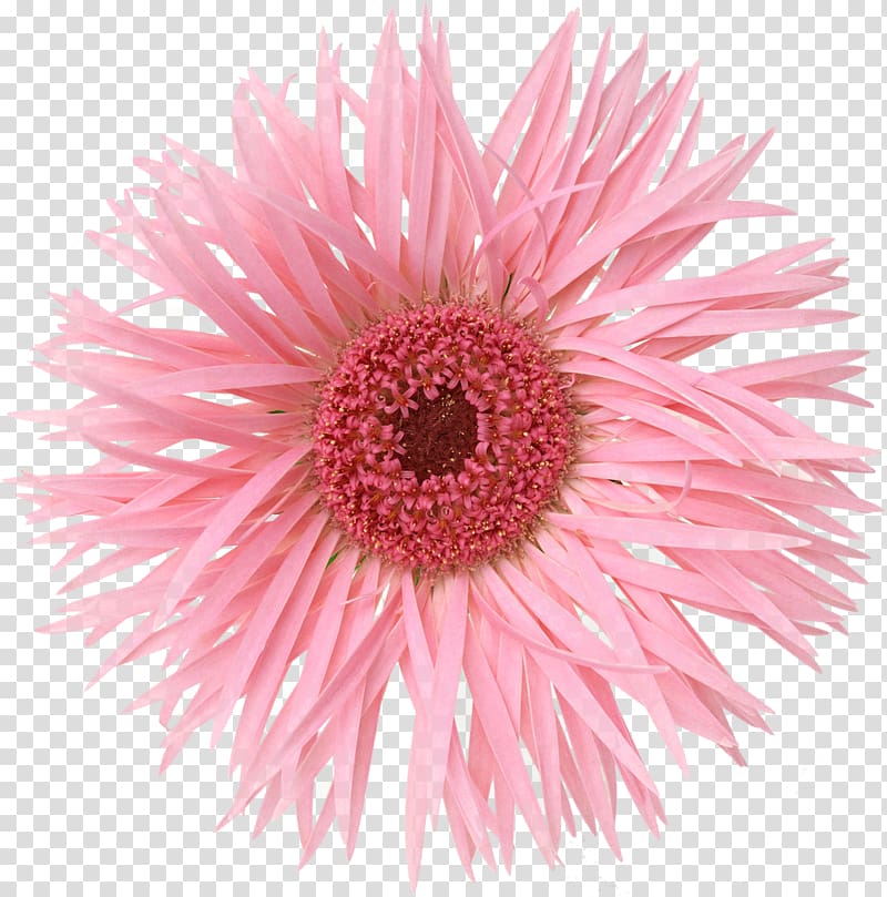 Flower, flower transparent background PNG clipart | HiClipart