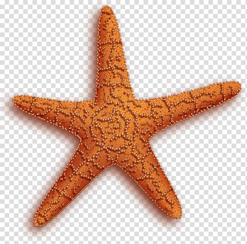 Starfish transparent background PNG clipart