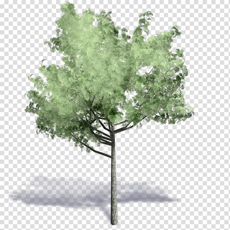 green leafed tree illustration, Autodesk Revit Tree ArchiCAD Axonometric projection .dwg, cad transparent background PNG clipart