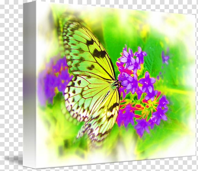 Monarch butterfly Airbrush Artist Fine art, paper butterfly transparent background PNG clipart