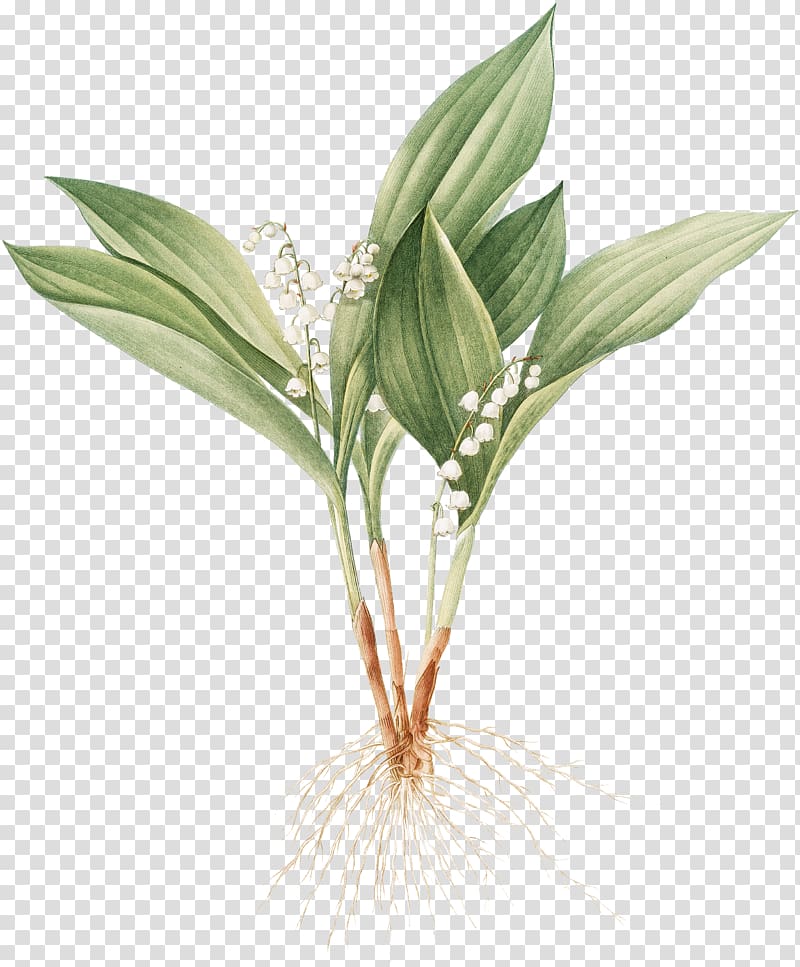 white flowering green plant illustration, The Essential D. G. Jones Poet Author Botanical illustration Printing, lily of the valley transparent background PNG clipart