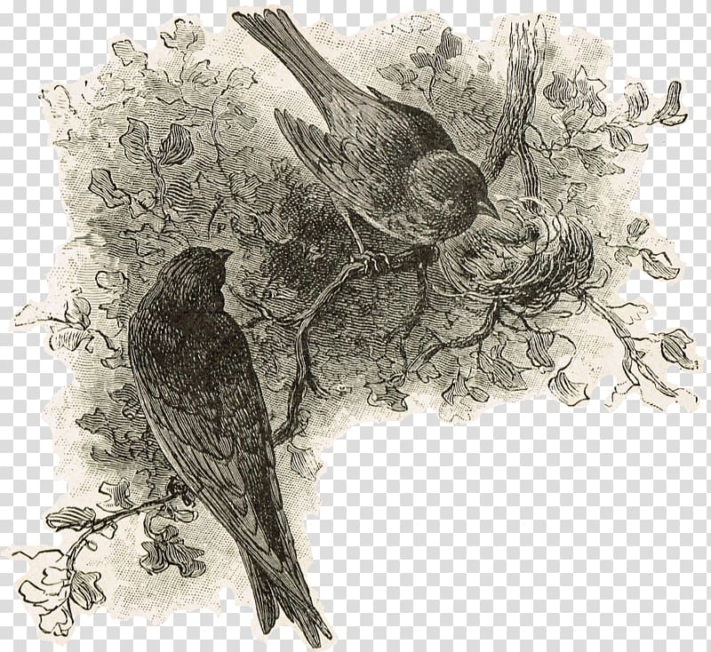 Bird nest Drawing Art, Bird transparent background PNG clipart