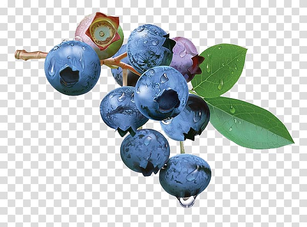 Blueberry Tea Bilberry Fruit, Blueberry fruit hand-painted paintings transparent background PNG clipart
