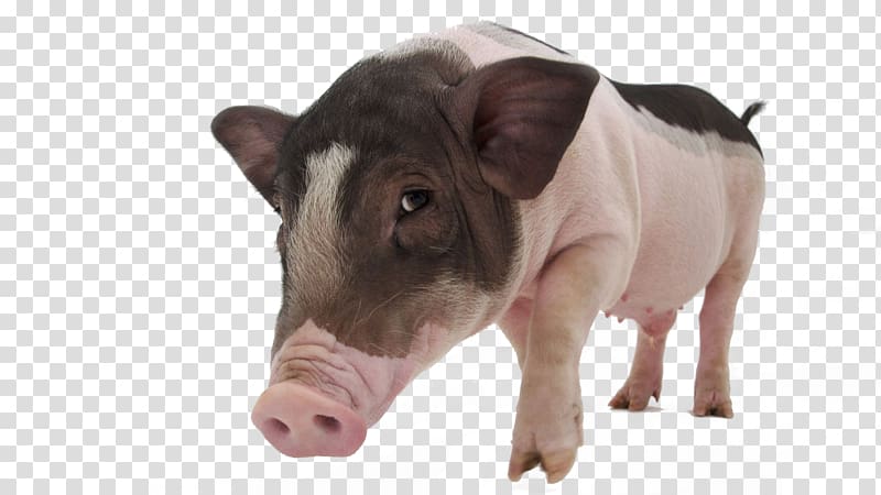Large White pig Vietnamese Pot-bellied Meishan pig Tamworth pig Pet, Pet Pig transparent background PNG clipart