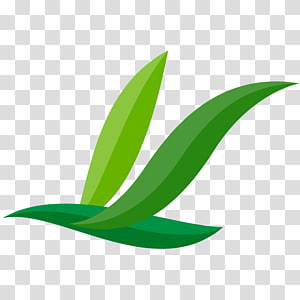 Leaf Plant stem, Leaf transparent background PNG clipart thumbnail