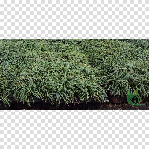 Shrub Grasses NET, Ophiopogon transparent background PNG clipart