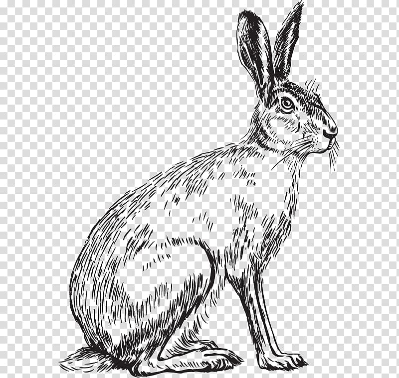 Domestic rabbit Hare Whiskers Dog Sketch, Dog transparent background PNG clipart
