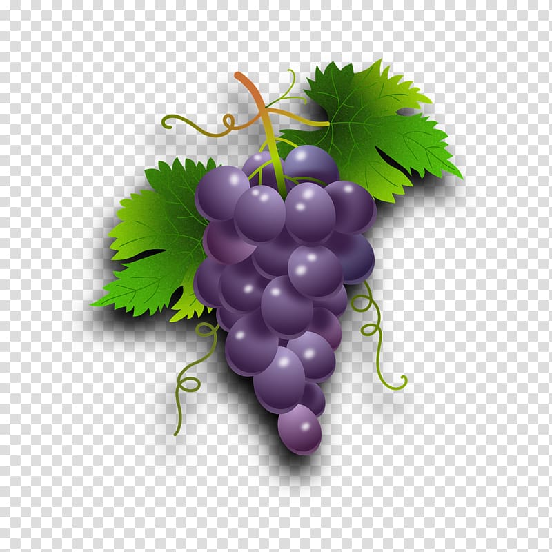 Common Grape Vine Wine Seedless fruit, grape transparent background PNG clipart