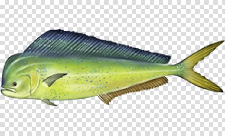 Mahi-mahi fishing Recreational fishing Game fish, Fishing transparent background PNG clipart