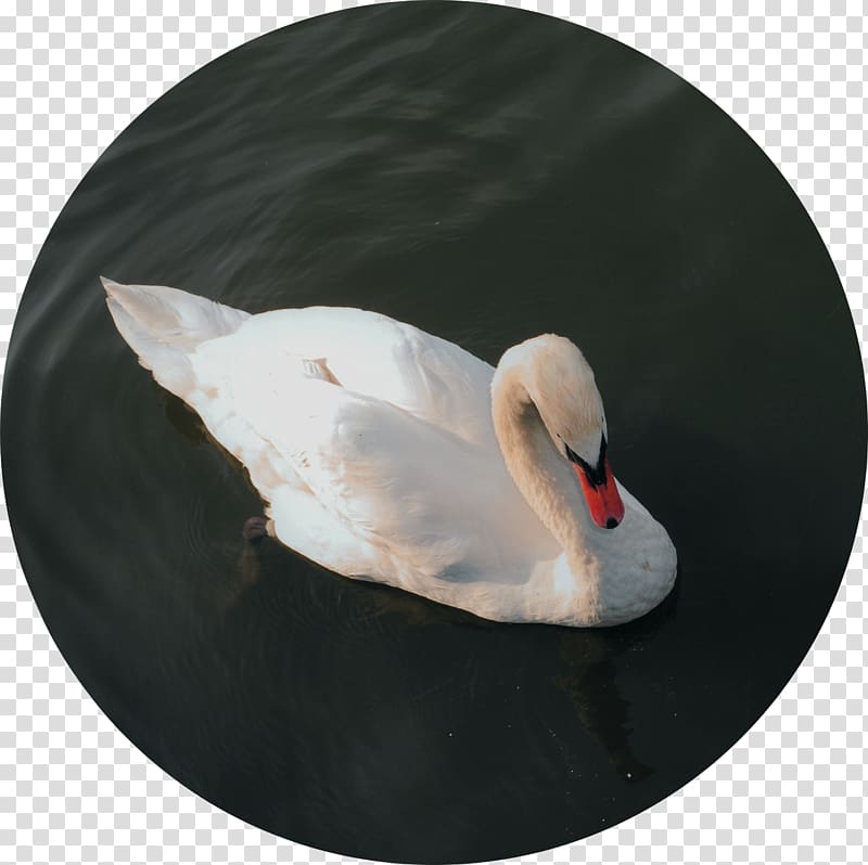 Cygnini Duck Feather Beak, duck transparent background PNG clipart