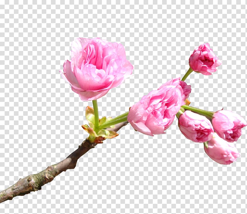National Cherry Blossom Festival Cerasus, Pink cherry blossoms transparent background PNG clipart