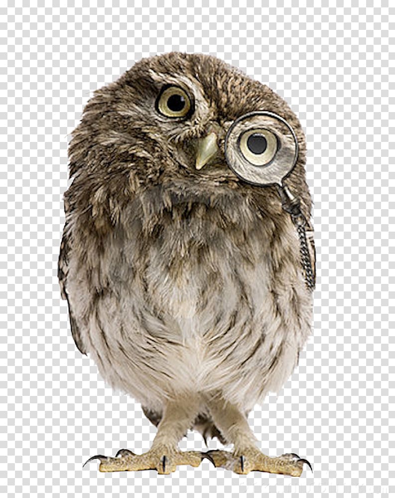 Research Methods and Statistics in Psychology Health Psychology Introduction to Personality and Intelligence Mixed Methods Research: Merging Theory with Practice, owls transparent background PNG clipart