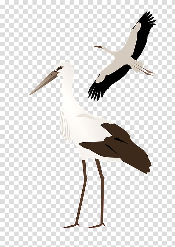 White stork Crane , CIG transparent background PNG clipart