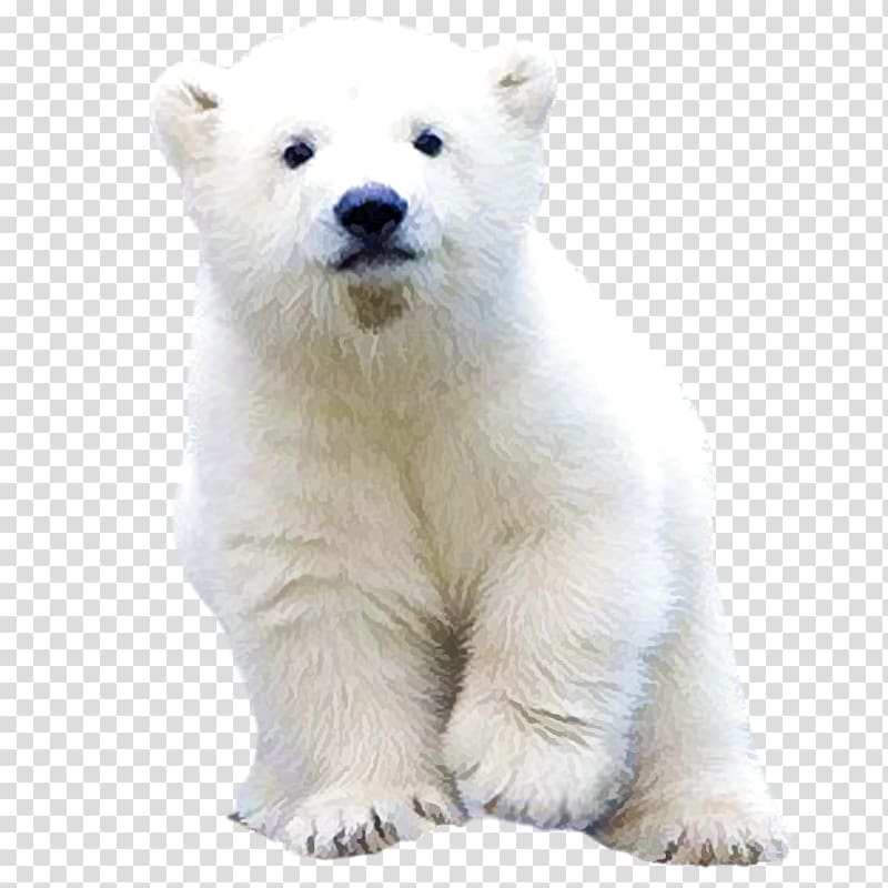 Polar bear, The real polar bear bear cute free pull transparent background PNG clipart