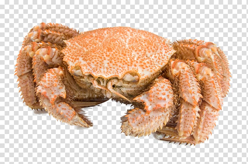 Dungeness crab Horsehair crab King crab Soft-shell crab, Crab transparent background PNG clipart