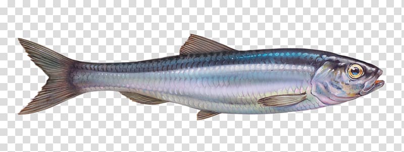 Sardine Atlantic herring Pacific herring Atlantic salmon, fish transparent background PNG clipart