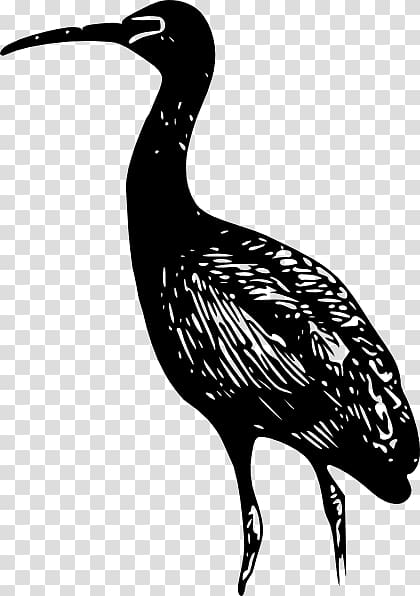 Bird Bald Eagle Ibis , Ibis transparent background PNG clipart