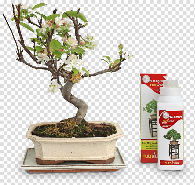 Chinese sweet plum Flowerpot Tree Sageretia, shipping transparent background PNG clipart