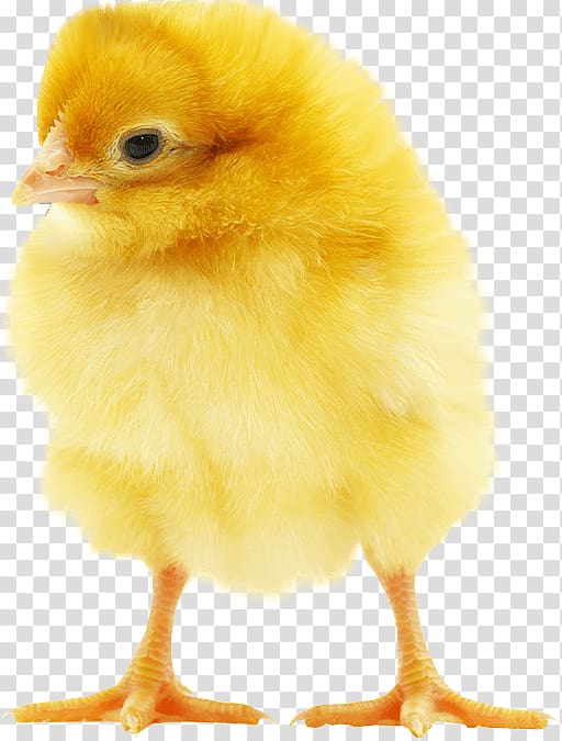 yellow chick, Fluffy Yellow Chick transparent background PNG clipart