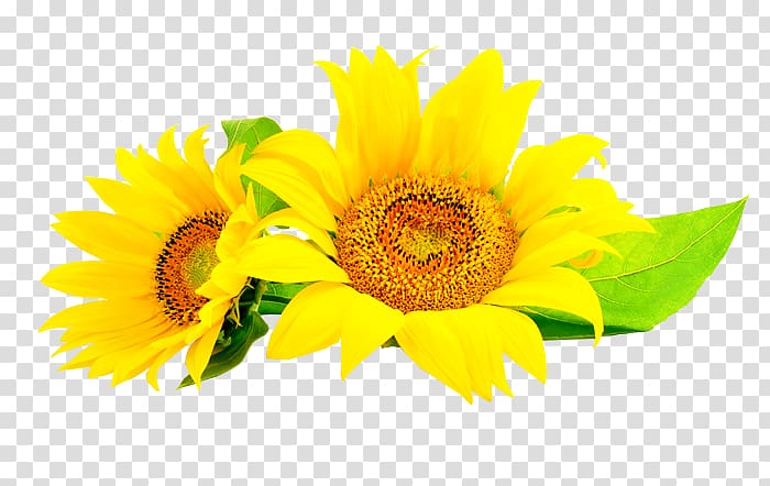 Common sunflower Sunflower seed , flower transparent background PNG clipart